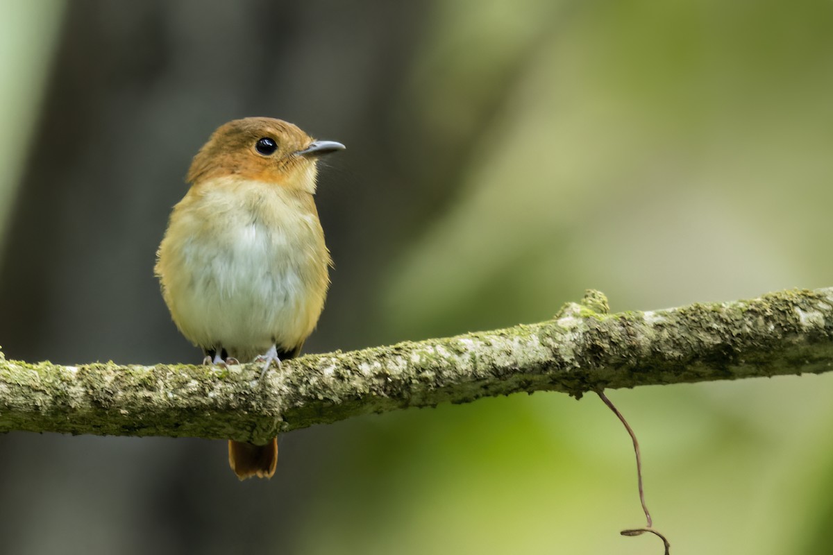 Cryptic Flycatcher - ML646951512