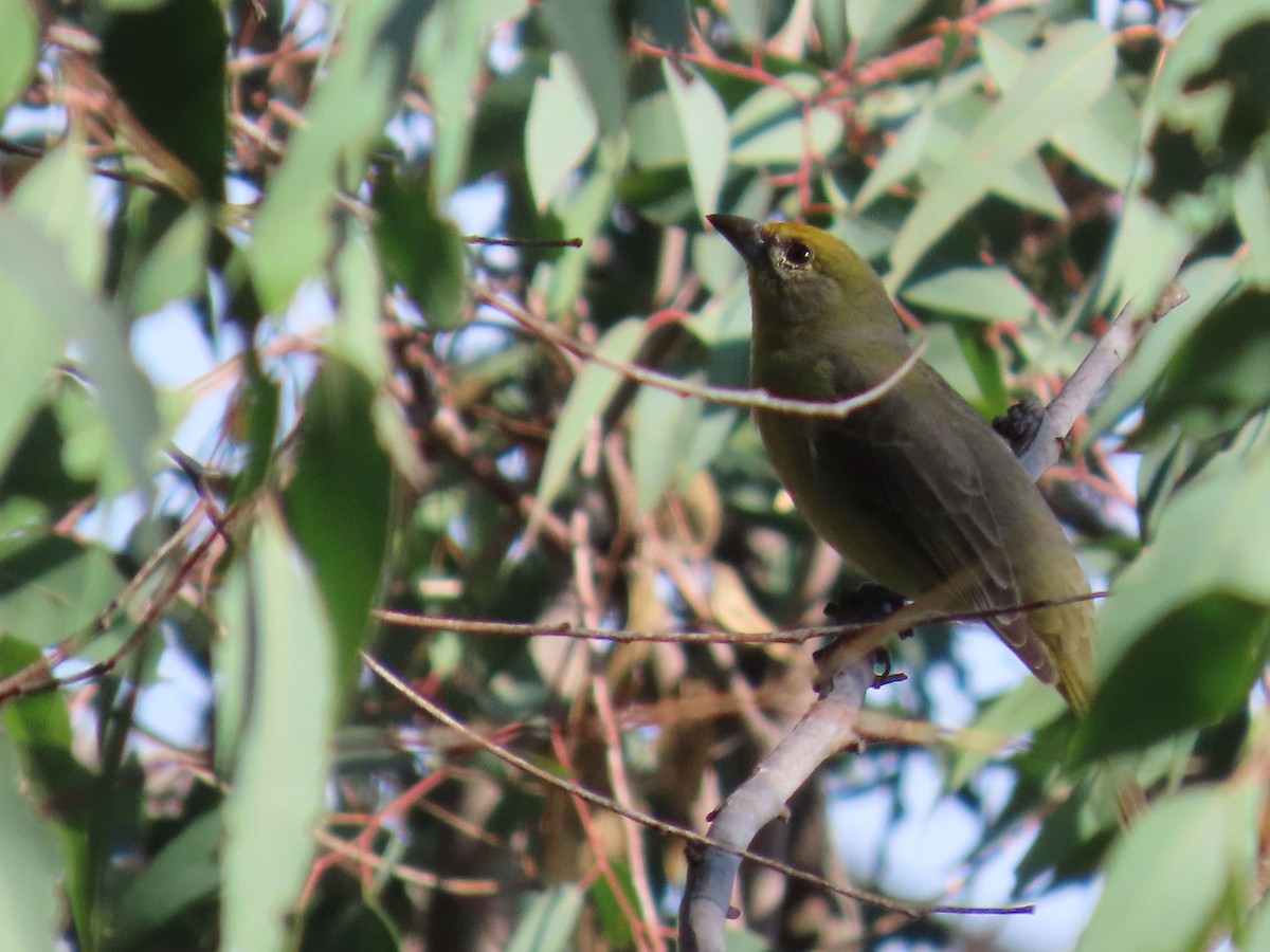 Hepatic Tanager - ML646951515