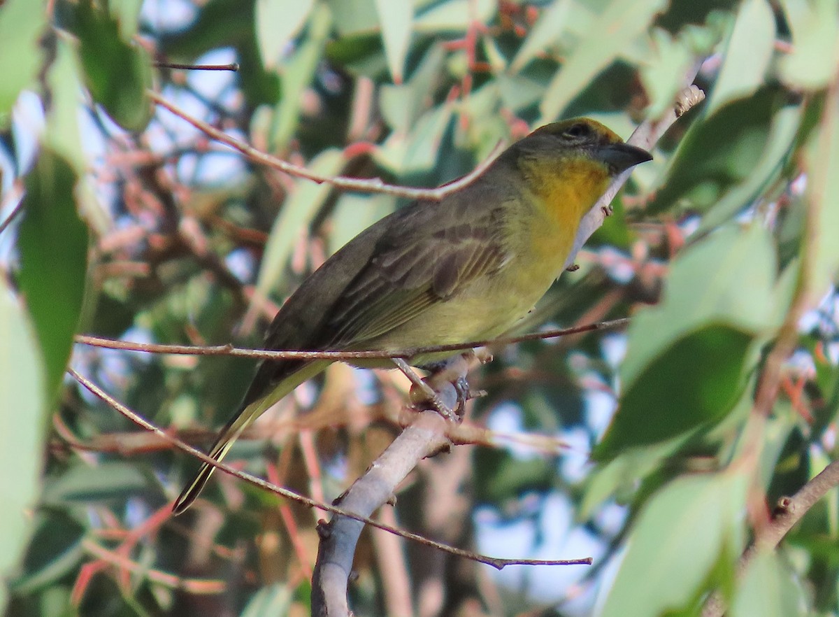 Hepatic Tanager - ML646951516