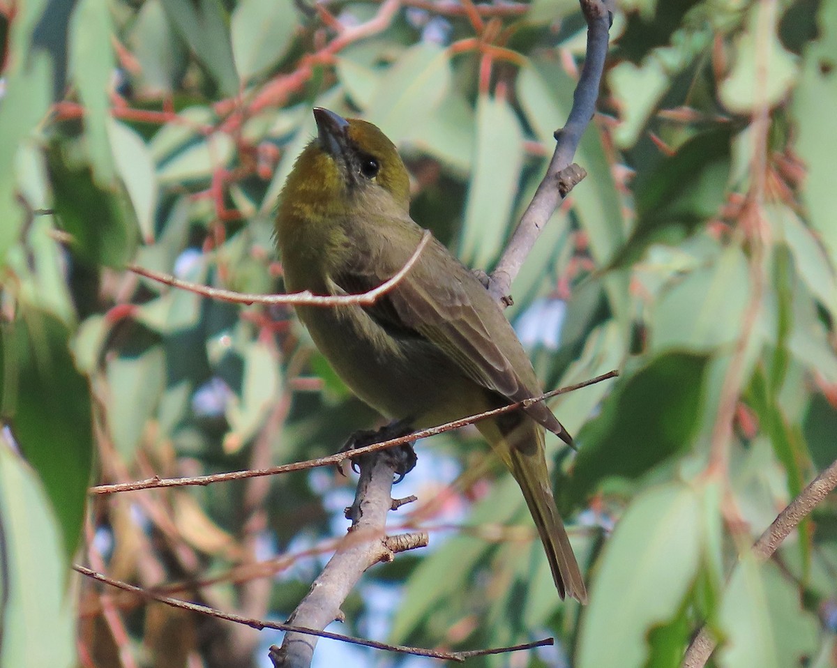 Hepatic Tanager - ML646951517