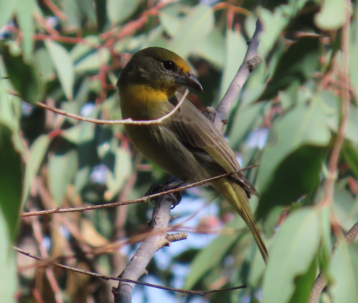 Hepatic Tanager - ML646951518