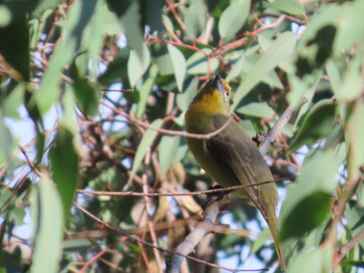 Hepatic Tanager - ML646951520