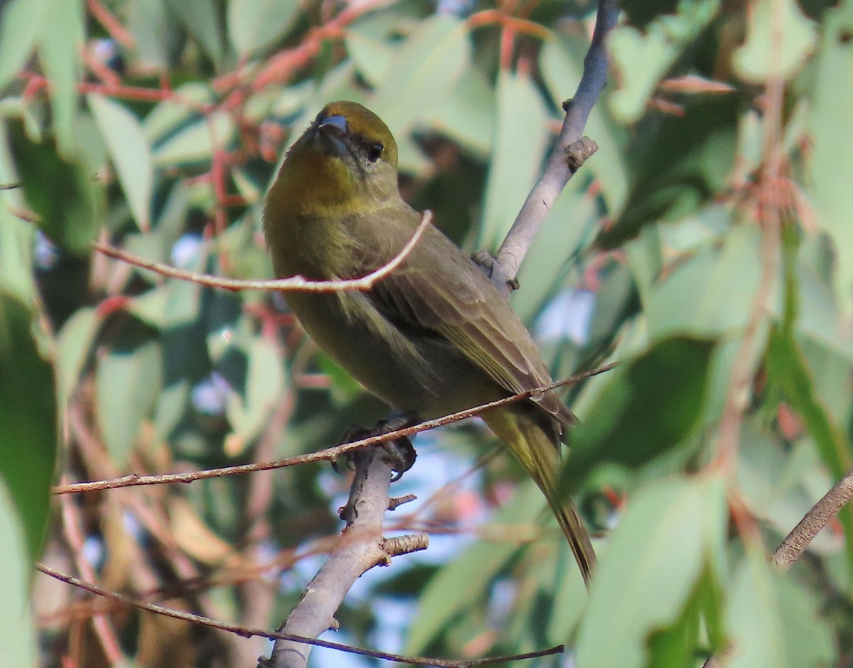Hepatic Tanager - ML646951521
