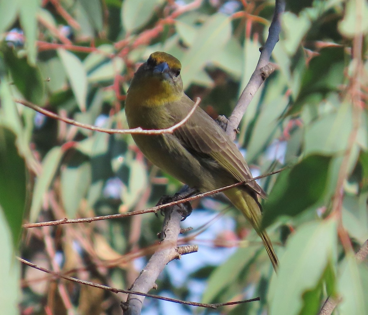 Hepatic Tanager - ML646951522