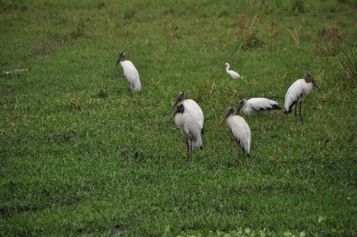 Wood Stork - ML646951528