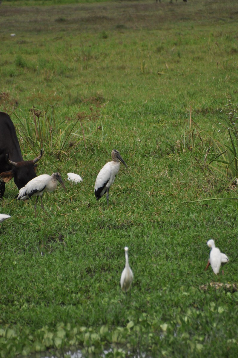 Wood Stork - ML646951529