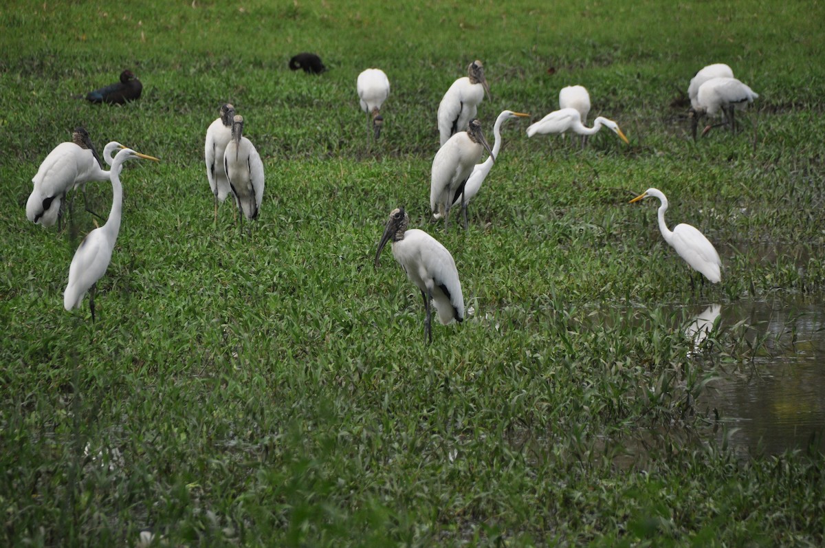 Wood Stork - ML646951530