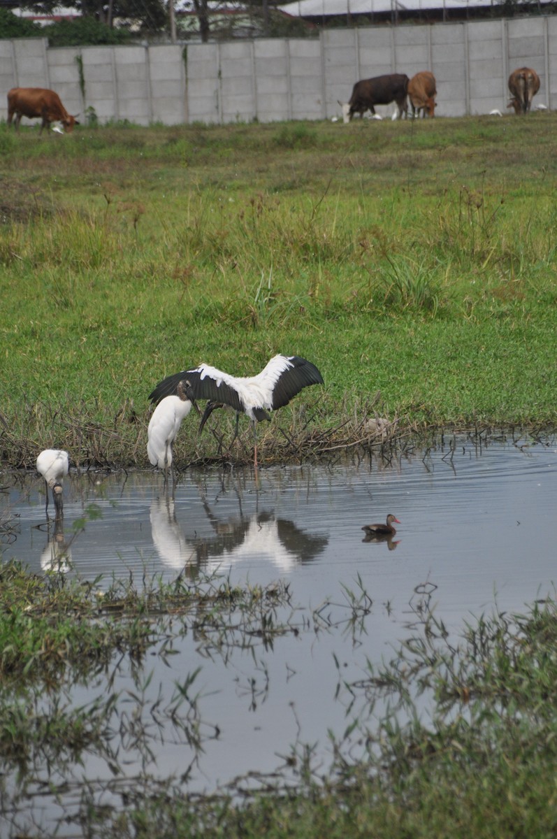 Wood Stork - ML646951531