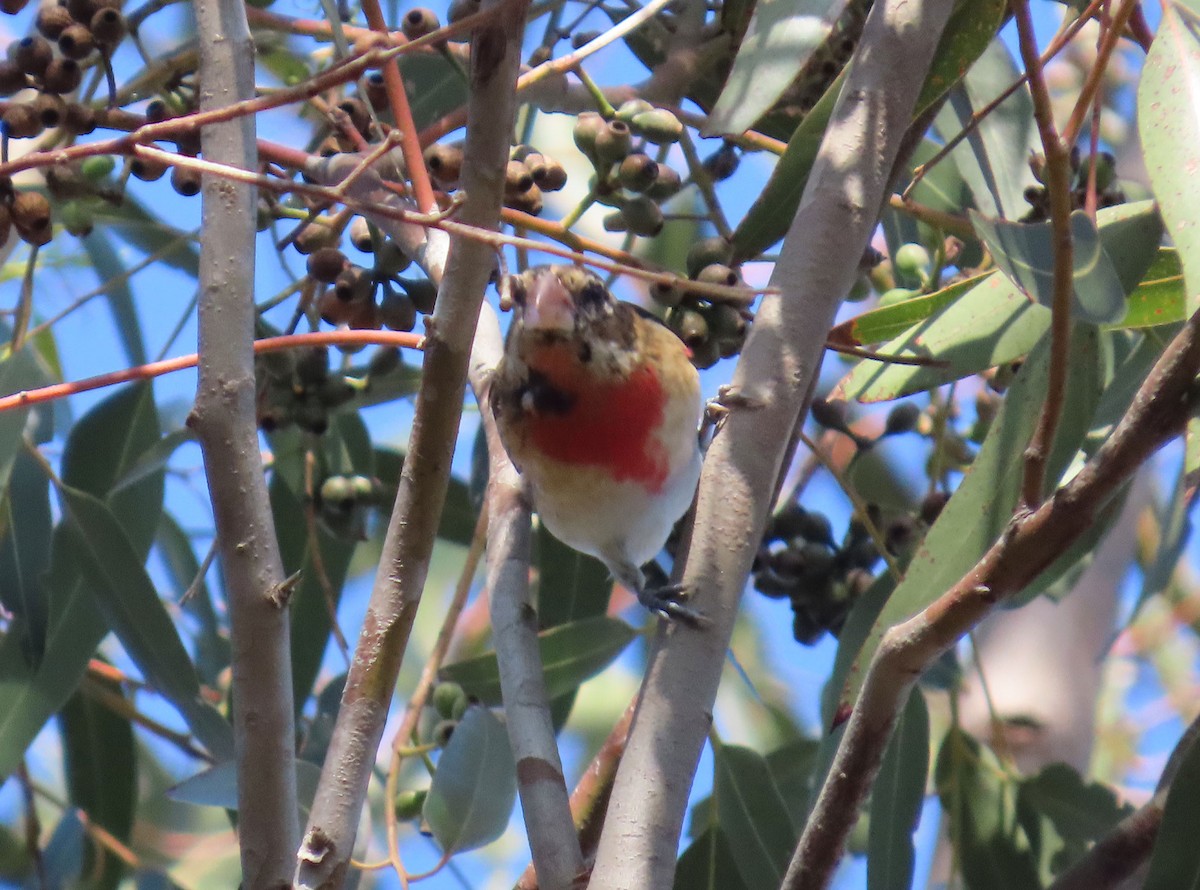 Rose-breasted Grosbeak - ML646951533
