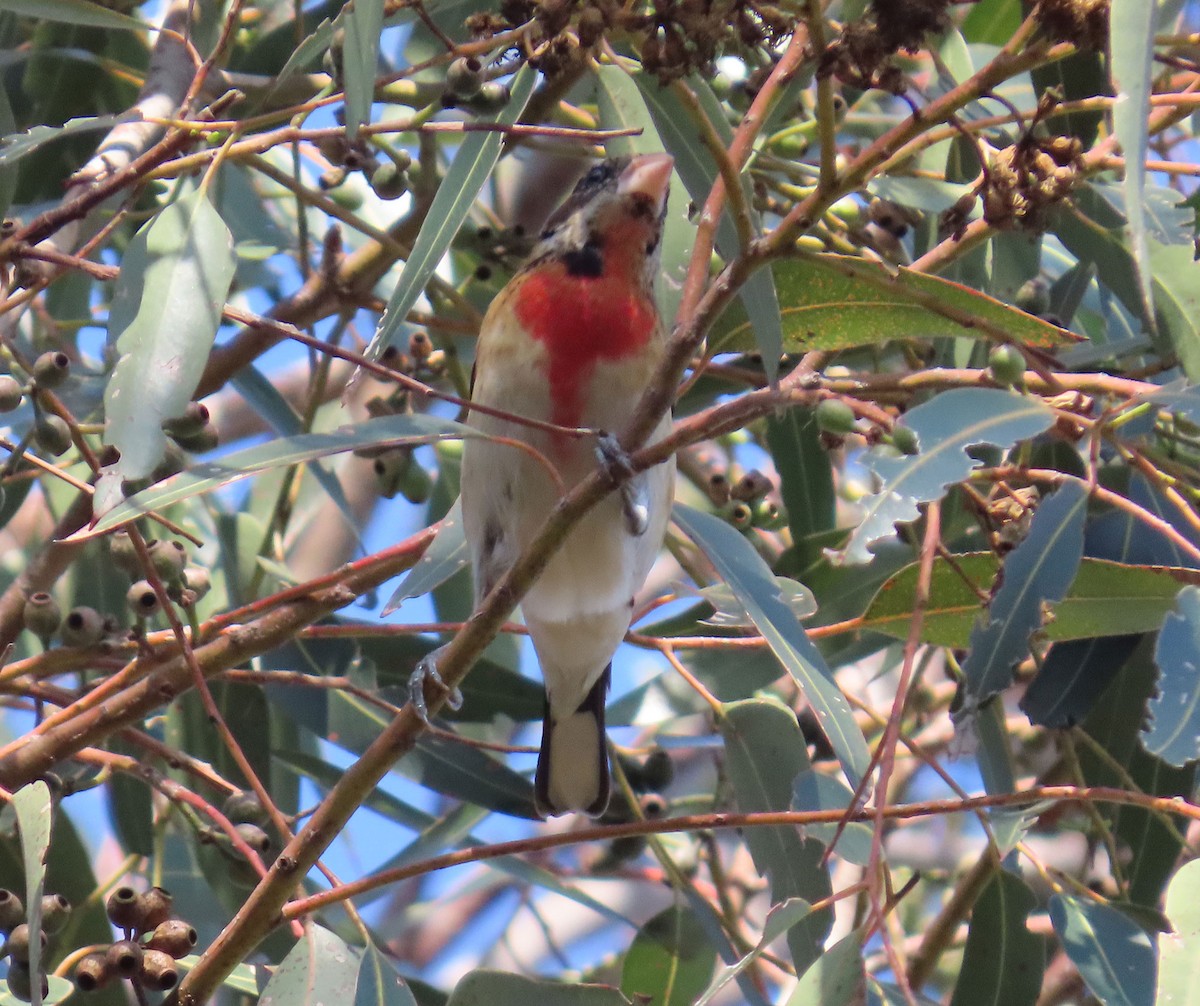 Rose-breasted Grosbeak - ML646951534