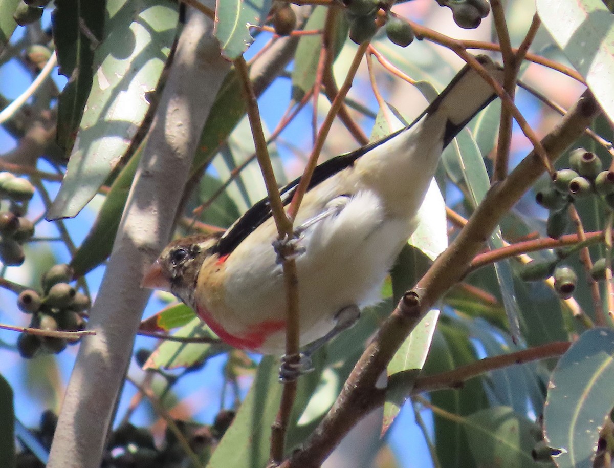 Rose-breasted Grosbeak - ML646951535