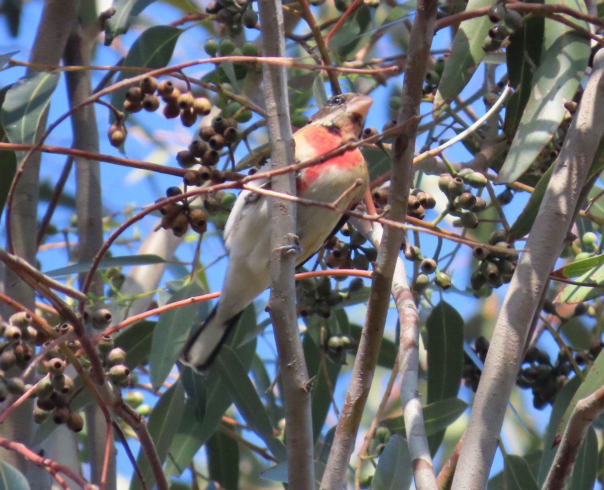 Rose-breasted Grosbeak - ML646951536