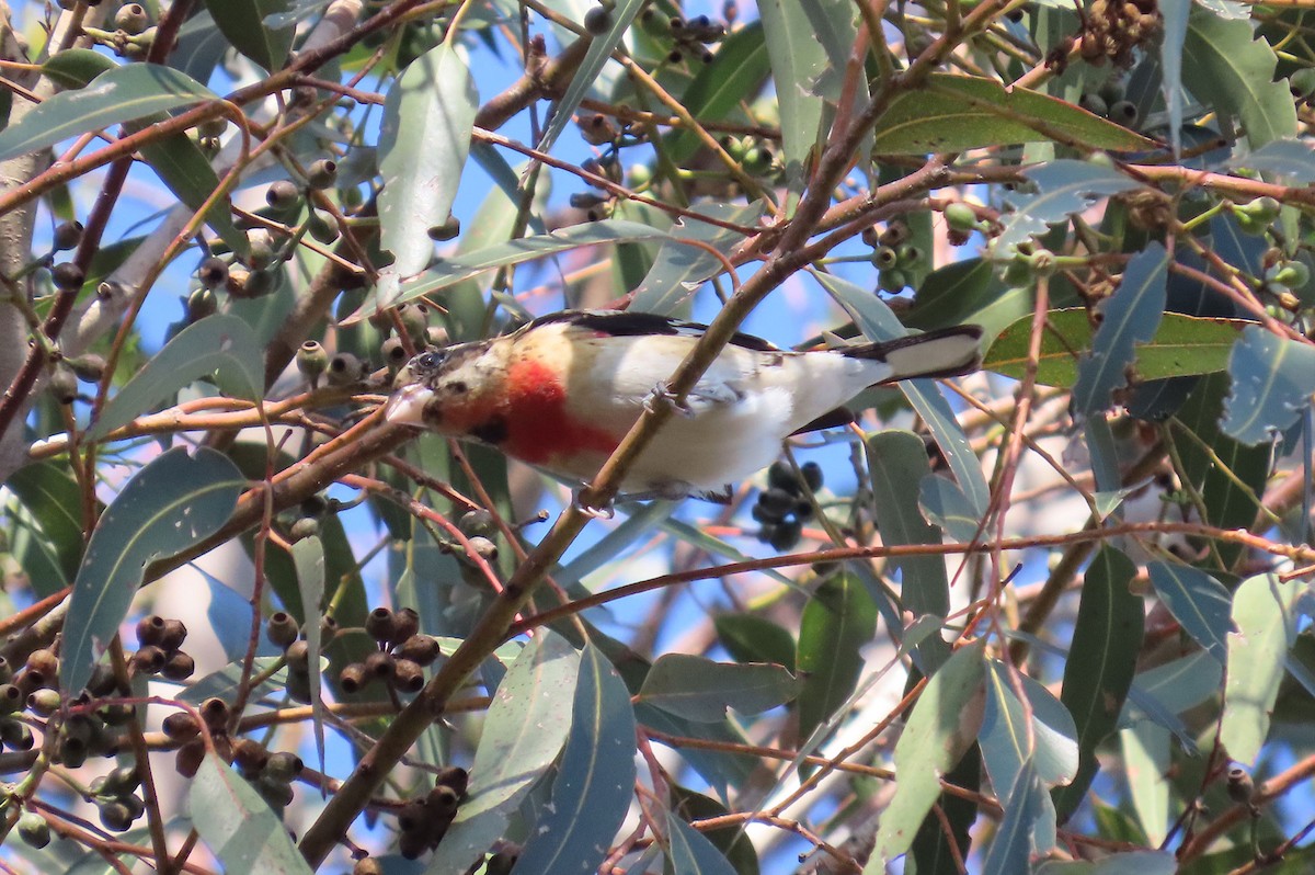 Rose-breasted Grosbeak - ML646951537