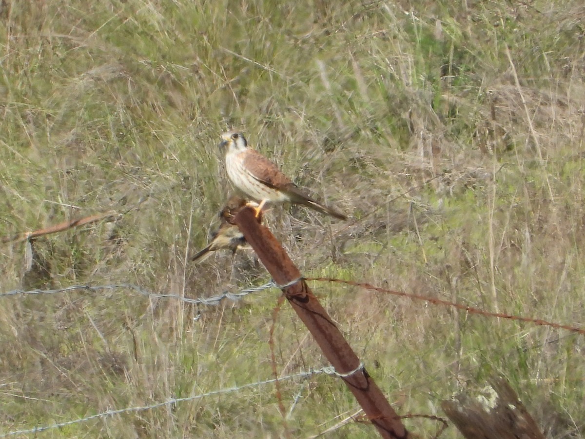 American Kestrel - ML646951539