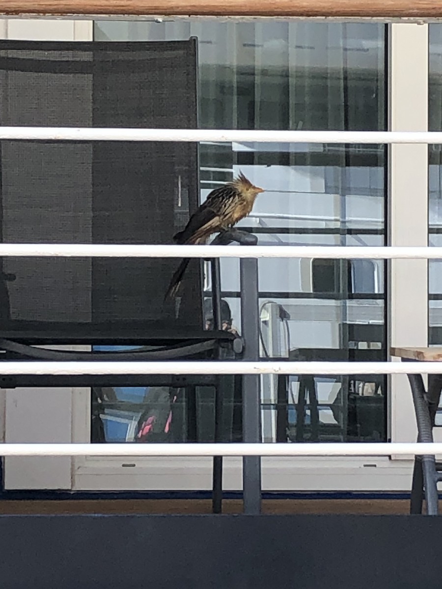 Guira Cuckoo - ML646951540