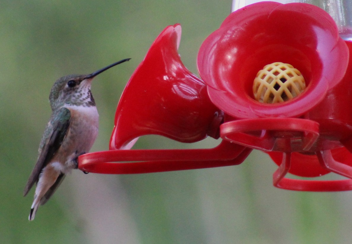 Allen's Hummingbird - ML646951541