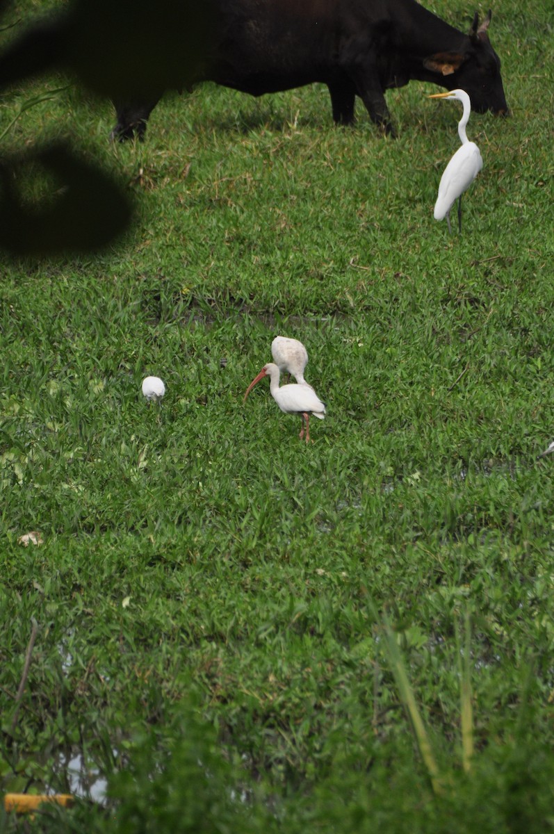White Ibis - ML646951543