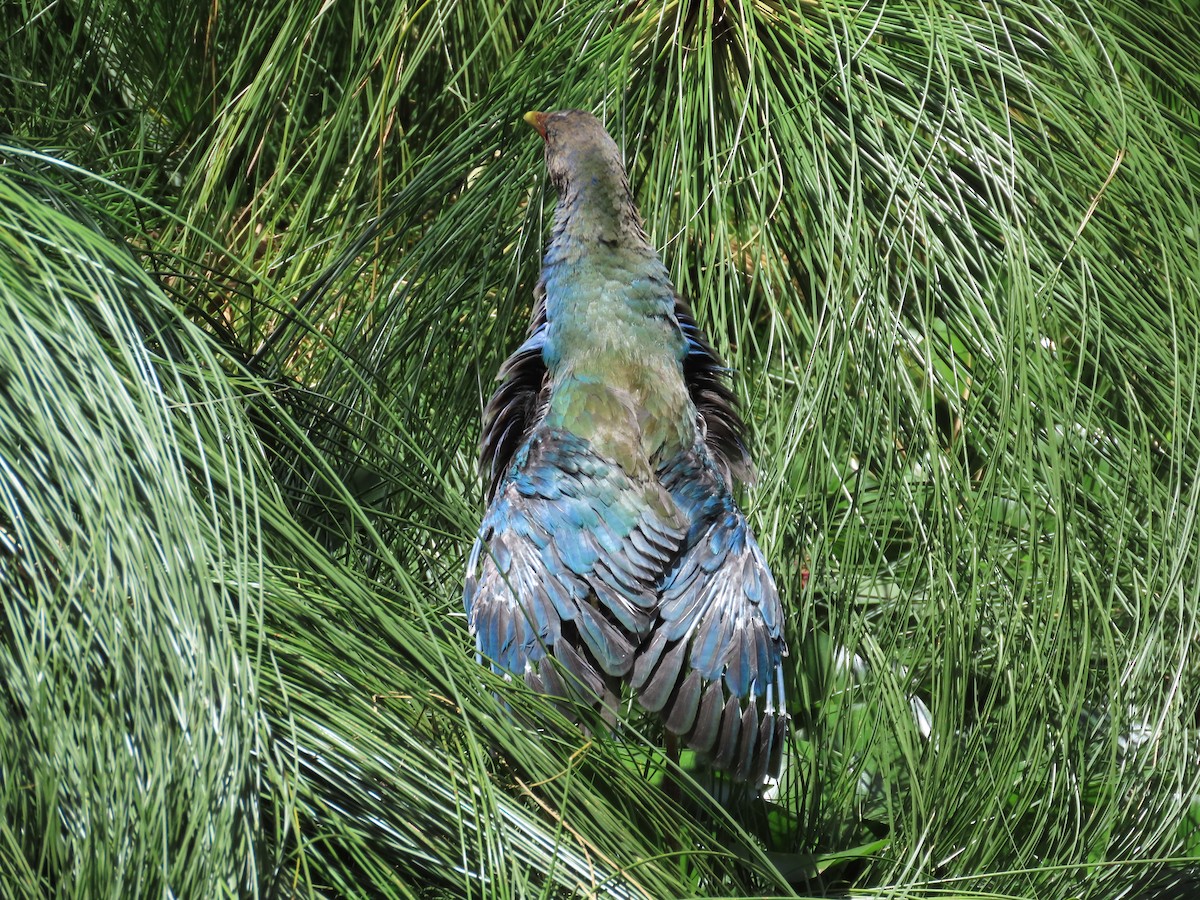 Purple Gallinule - ML646951544