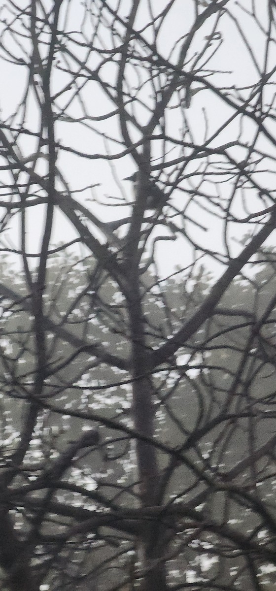 Eurasian Magpie - ML646951545