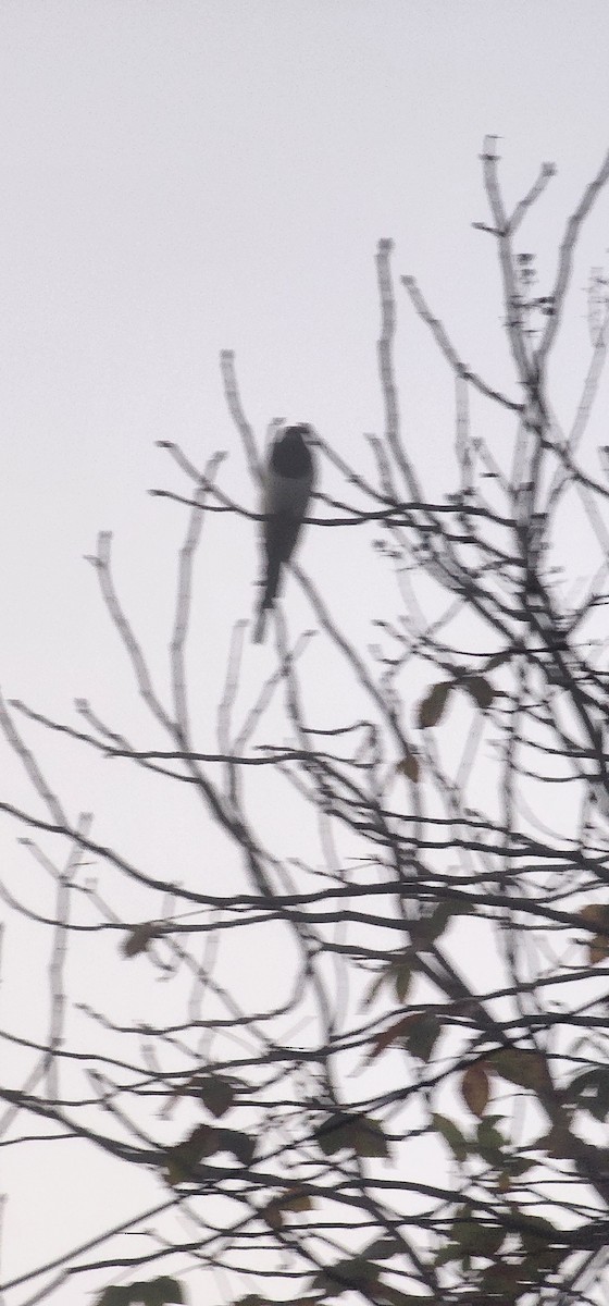 Eurasian Magpie - ML646951546