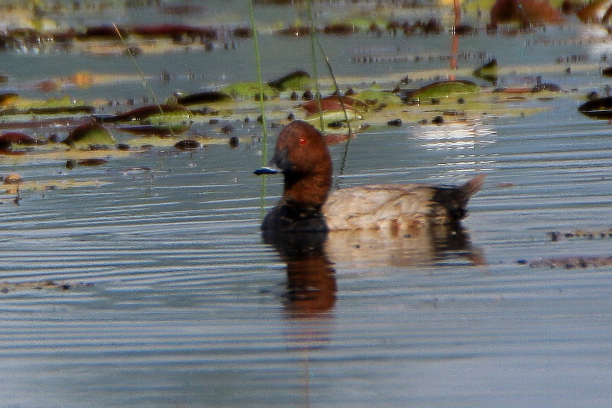 Common Pochard - ML646951547