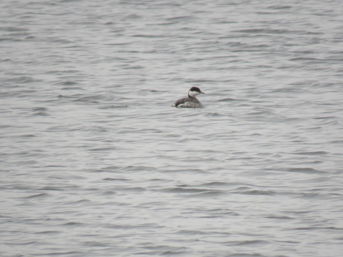 Horned Grebe - ML646951548