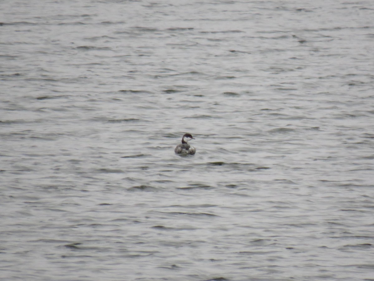 Horned Grebe - ML646951549