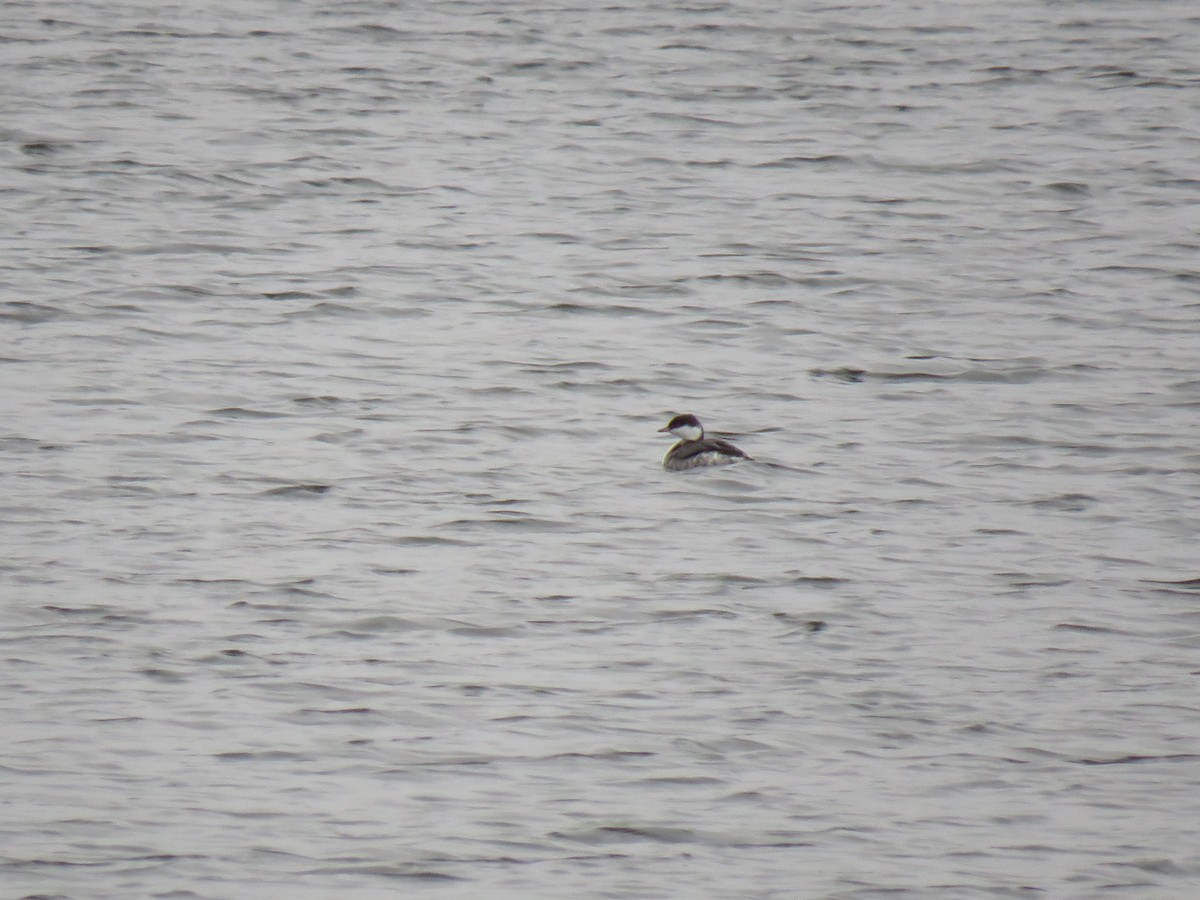 Horned Grebe - ML646951550