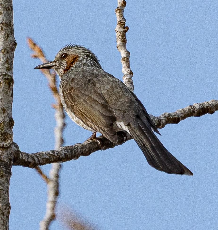 Brown-eared Bulbul - ML646951551