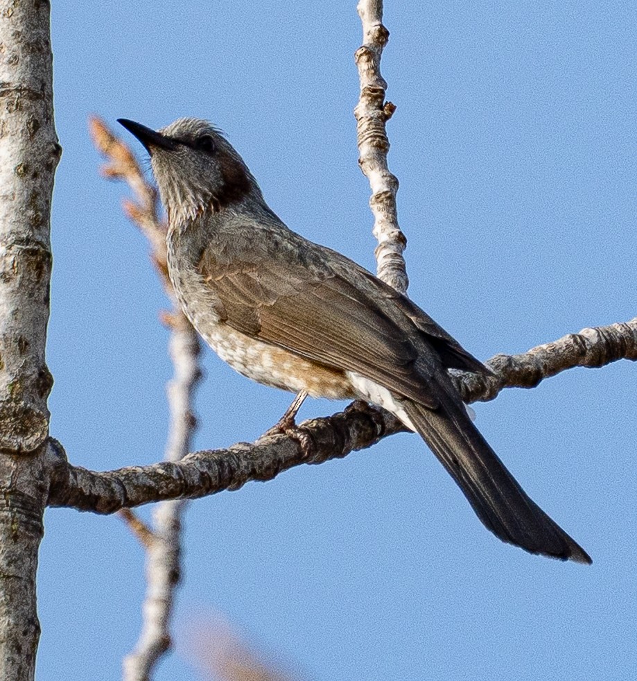 Brown-eared Bulbul - ML646951552