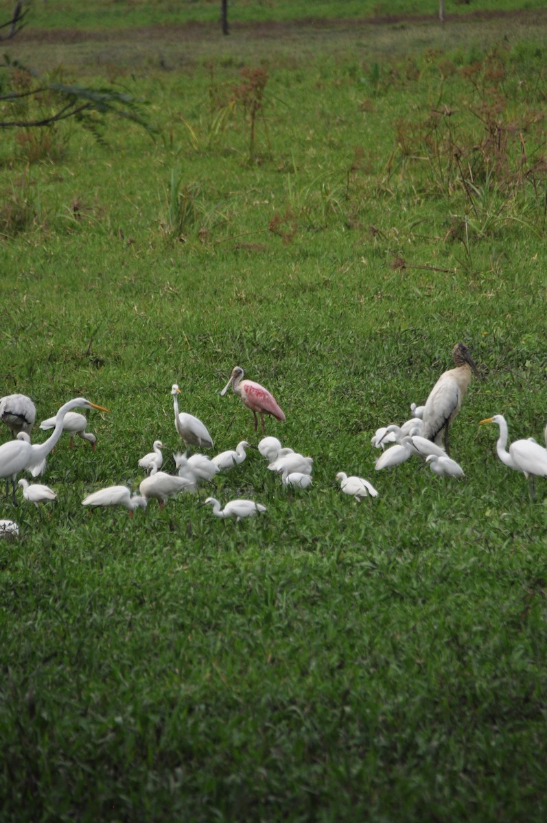 Roseate Spoonbill - ML646951553