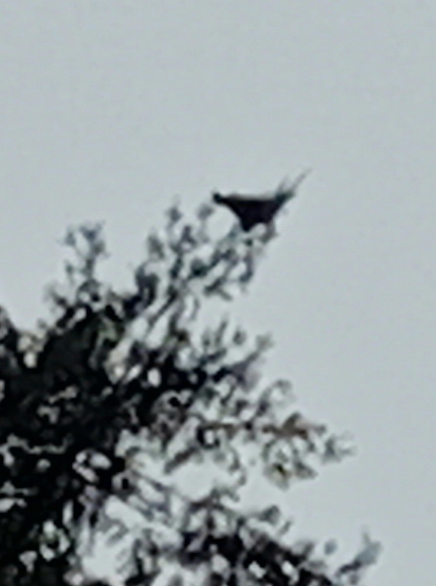 Common Raven - ML646951555