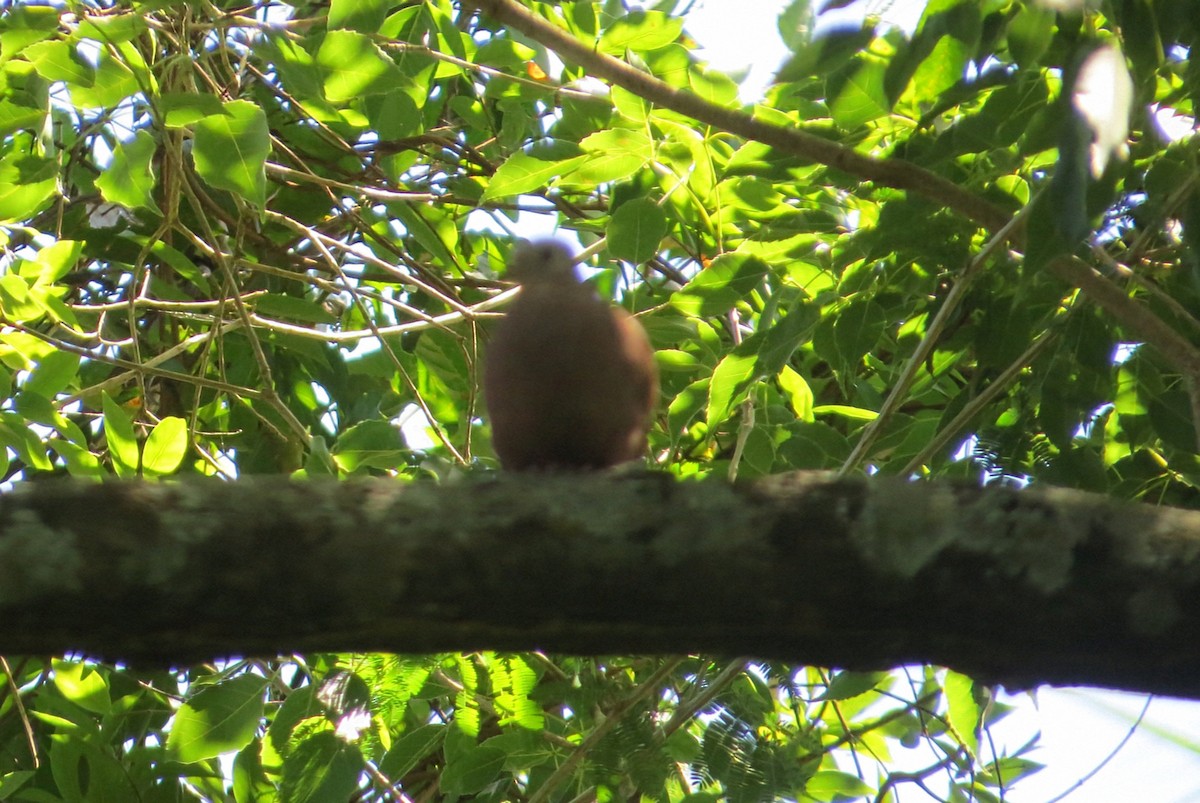 Ruddy Ground Dove - ML646951556