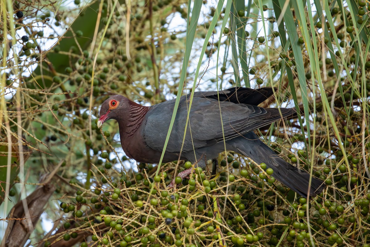 Scaly-naped Pigeon - ML646951558