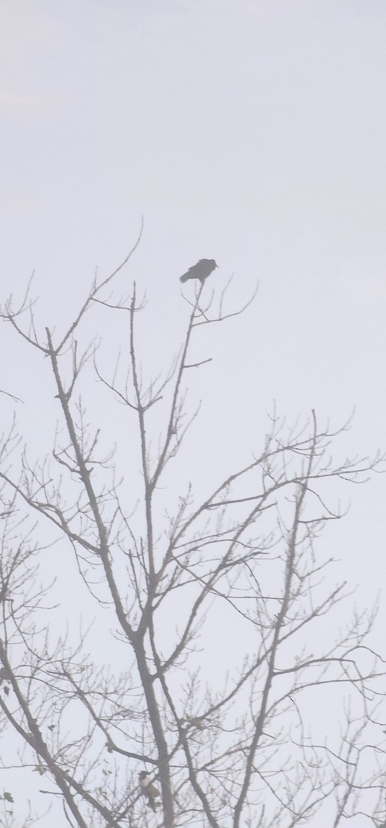 Hooded Crow - ML646951559