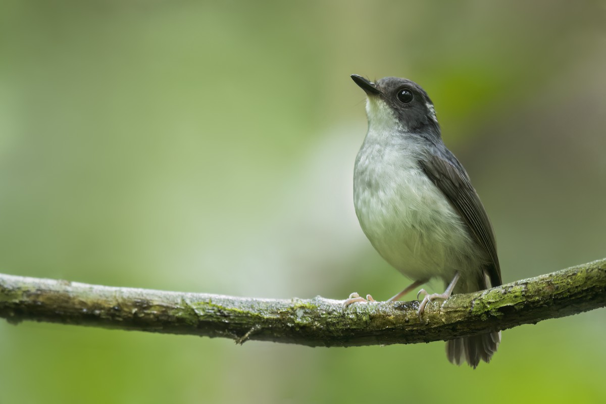 Little Slaty Flycatcher - ML646951560