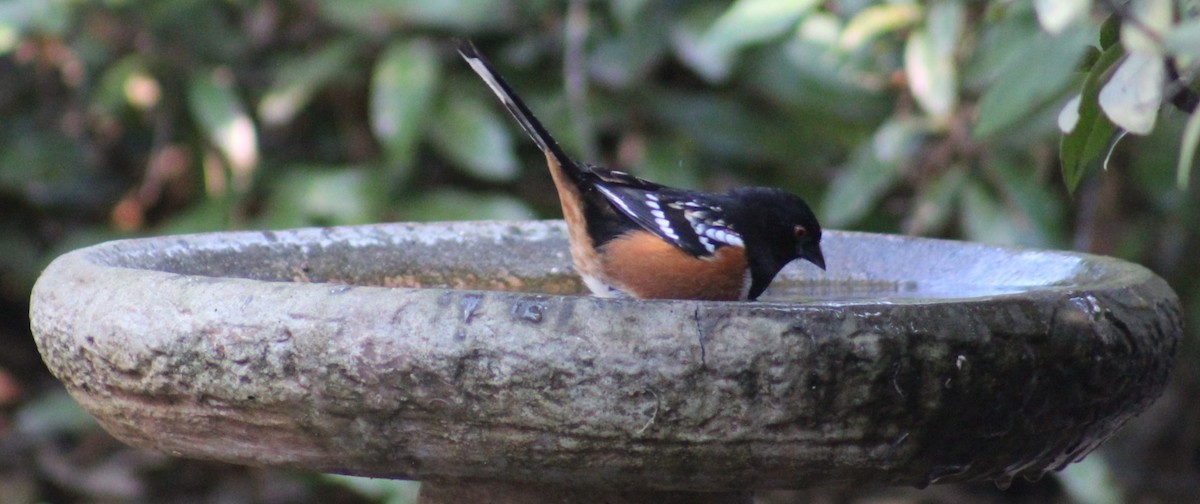 Spotted Towhee - ML646951561
