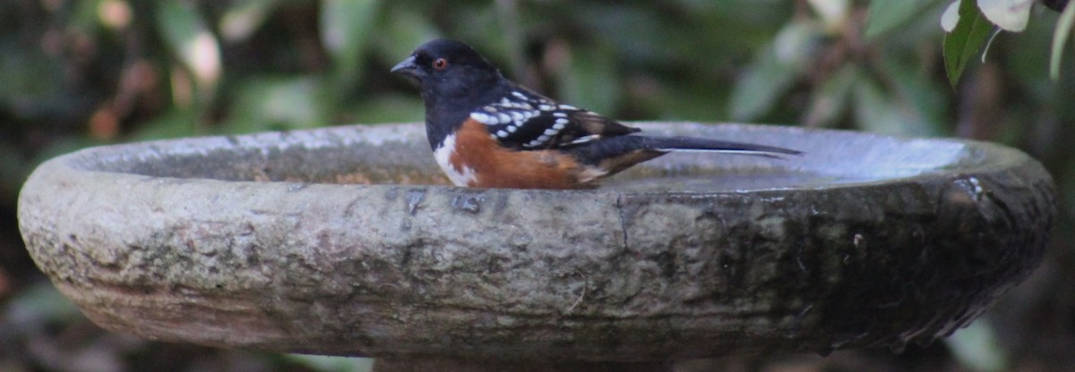 Spotted Towhee - ML646951562