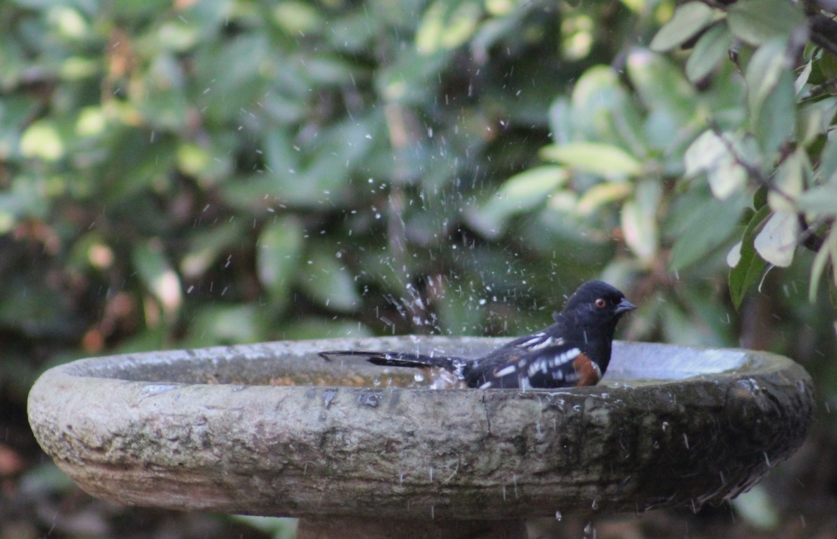 Spotted Towhee - ML646951563