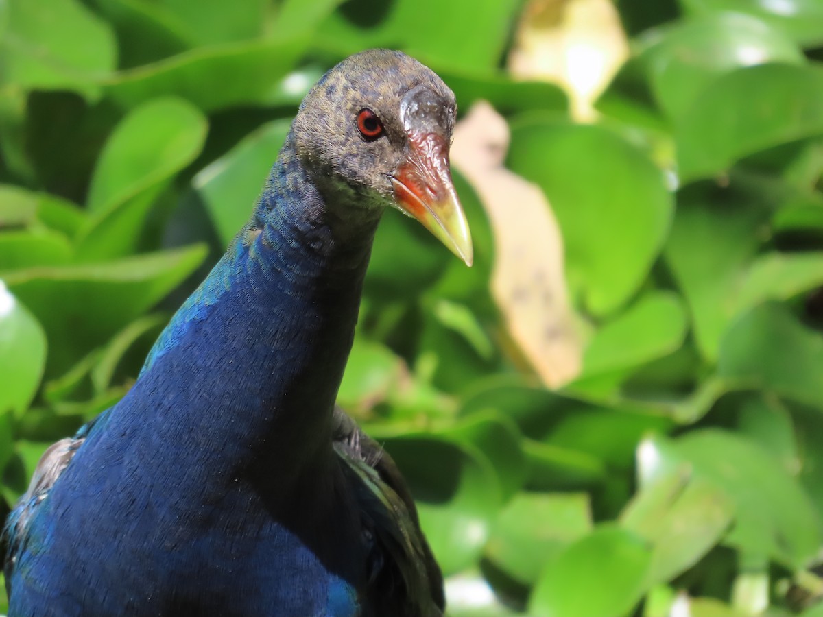 Purple Gallinule - ML646951564