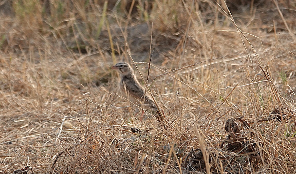 Pink-billed Lark - ML646951565
