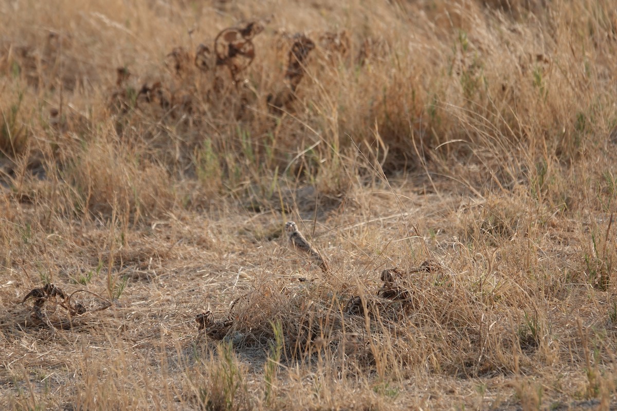 Pink-billed Lark - ML646951566