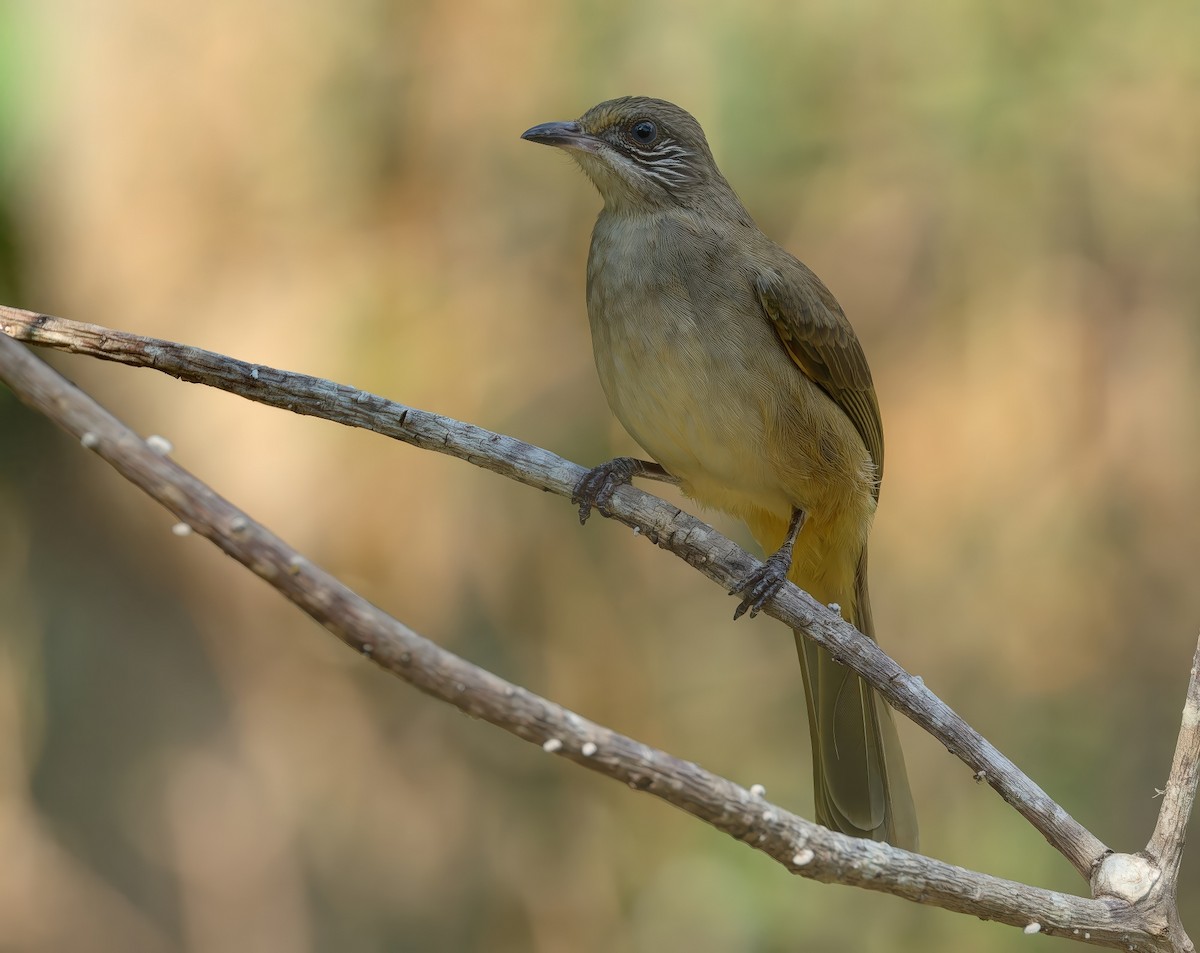 Streak-eared Bulbul - ML646951567