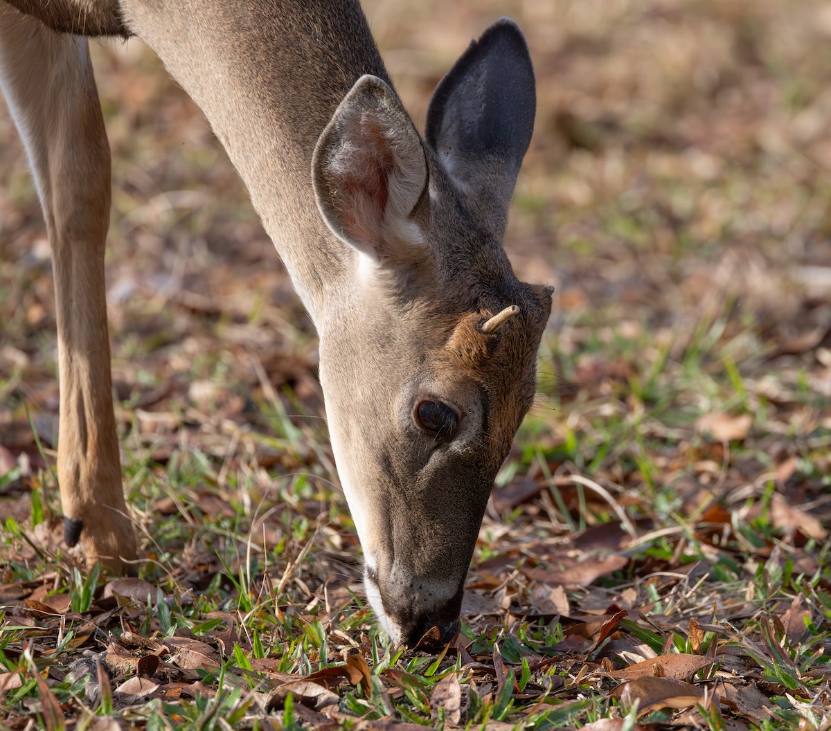 White-tailed Deer - ML646951569