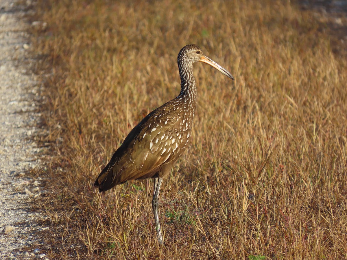 Limpkin - ML646951570