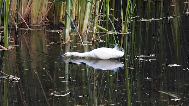 Snowy Egret - ML646951571