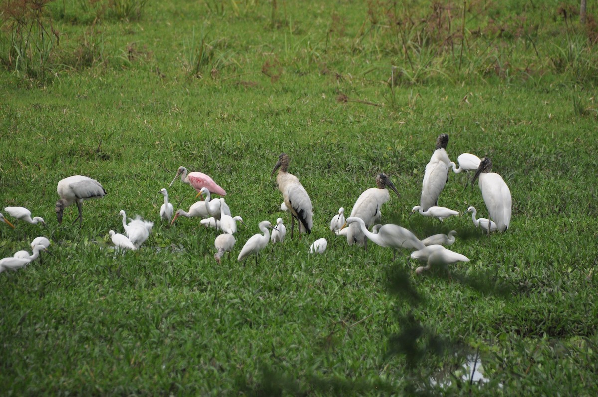 Snowy Egret - ML646951572