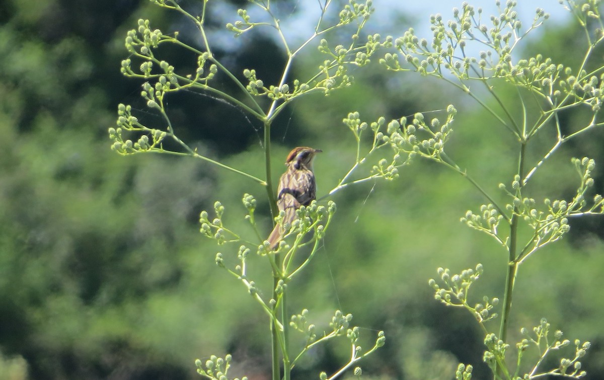 Striped Cuckoo - ML646951573