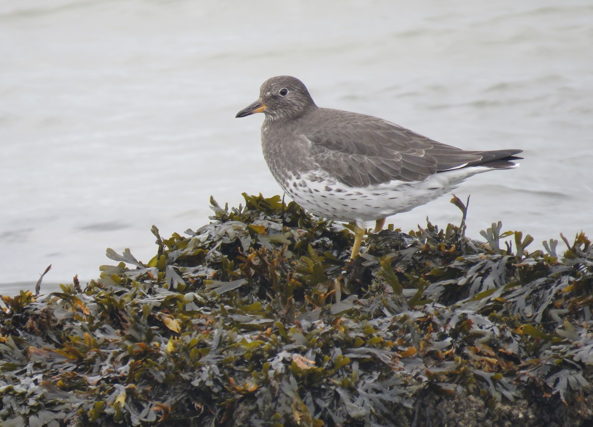 Бурунный песочник - ML646951574