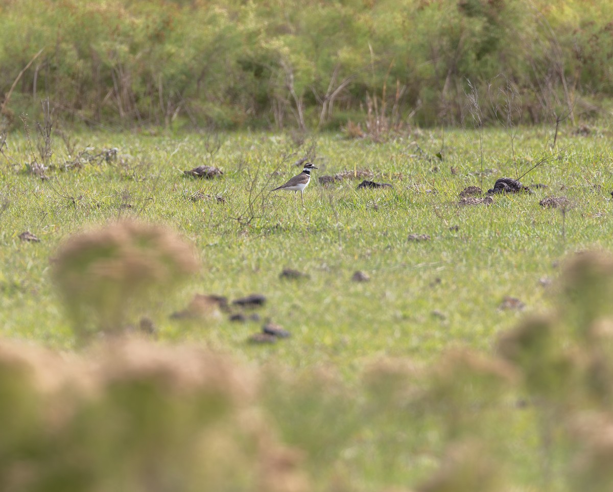 Killdeer - ML646951575